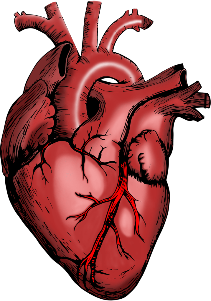 A picture of an anatomical heart with text to the right of it